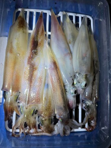 ヤリイカの釣果