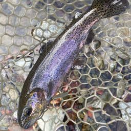 カットスロート