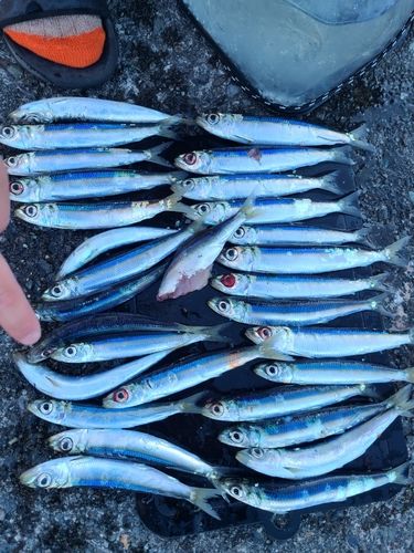 イワシの釣果