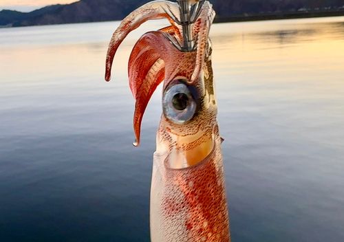 スルメイカの釣果