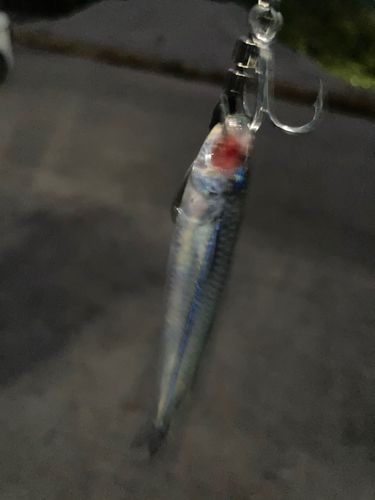 トウゴロウイワシの釣果