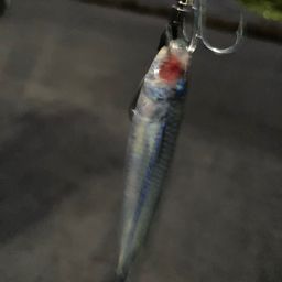 トウゴロウイワシ