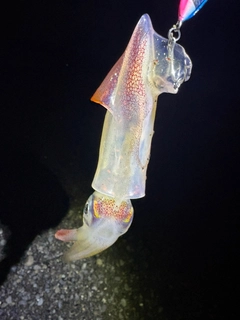 アカイカの釣果