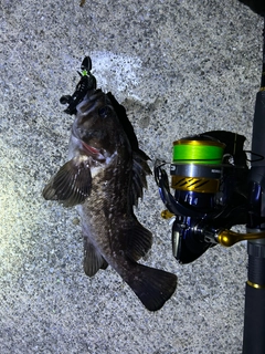 クロソイの釣果