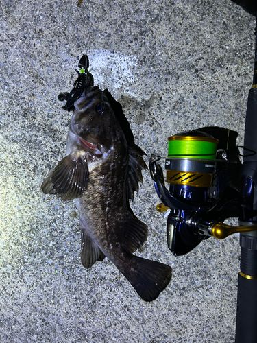 クロソイの釣果