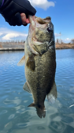 ラージマウスバスの釣果