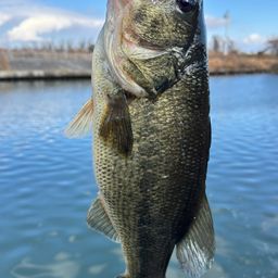 ラージマウスバス