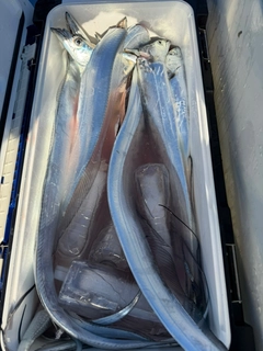 タチウオの釣果