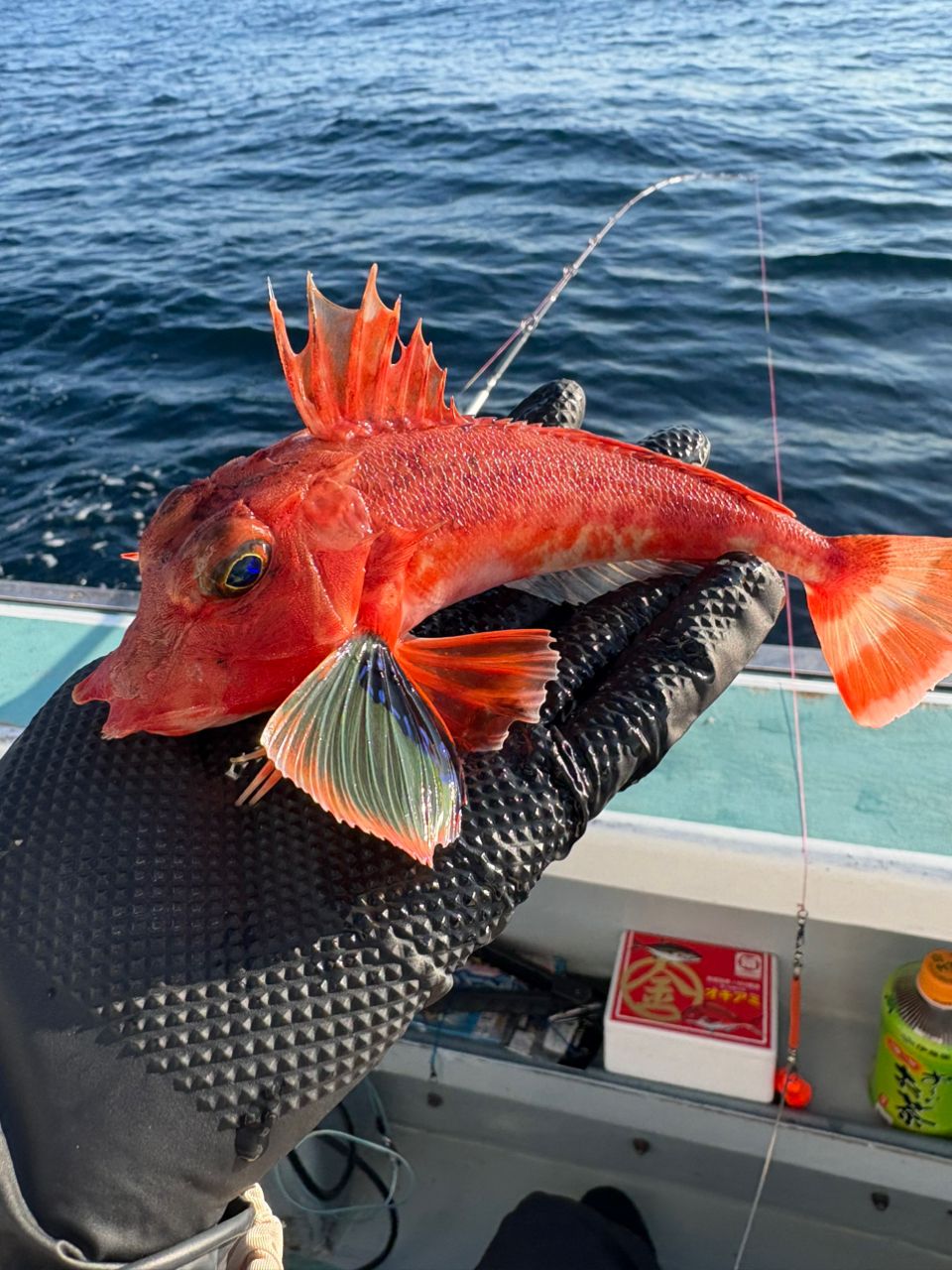 優佳さんの釣果 3枚目の画像