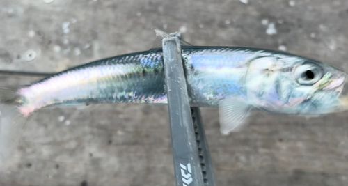 マイワシの釣果