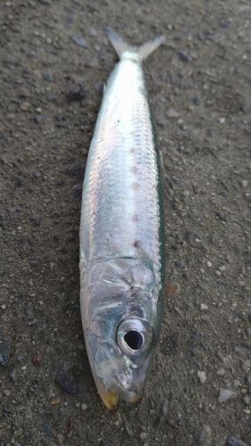 イワシの釣果