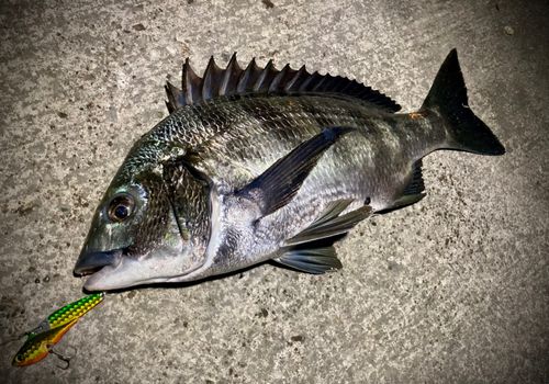 クロダイの釣果