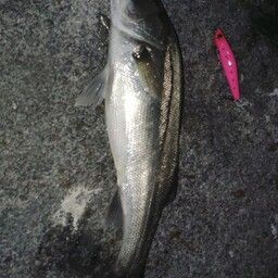 フッコ（マルスズキ）