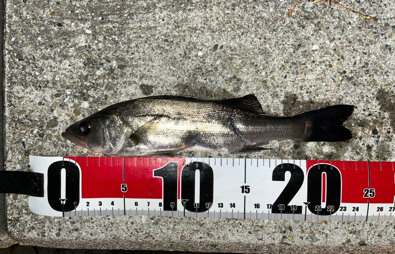 セイゴ（ヒラスズキ）