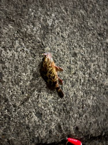 京浜運河（川崎）