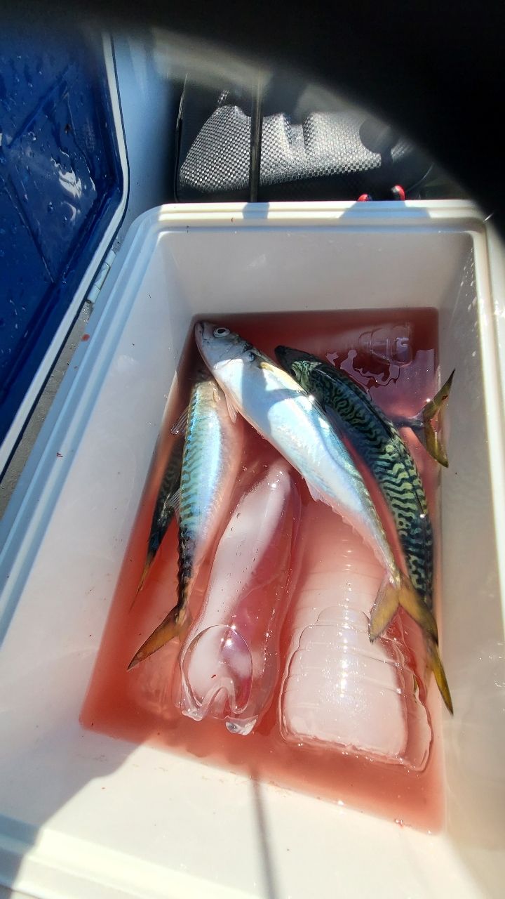 なっぴ～さんの釣果 2枚目の画像