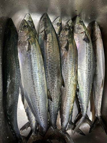 サゴシの釣果