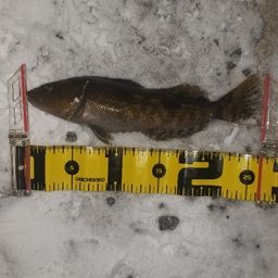 スモールマウスバス