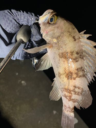 三陸海岸（岩手）