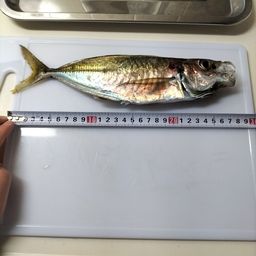 マアジ