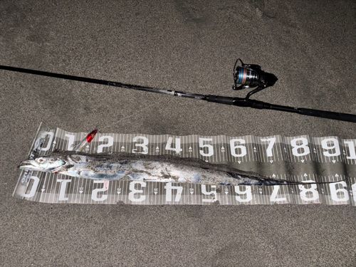 タチウオの釣果