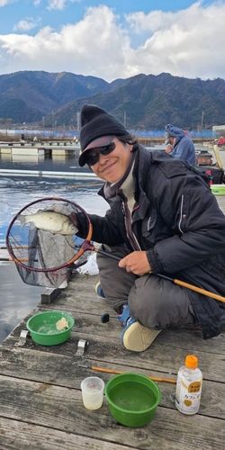 ヘラブナの釣果