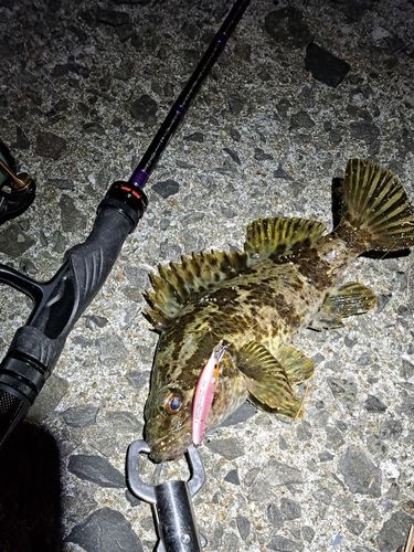 タケノコメバルの釣果