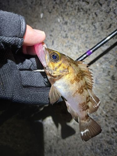 メバルの釣果