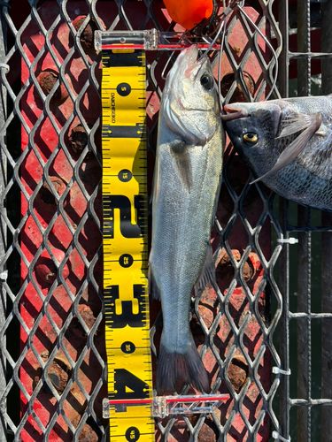 尼崎市立魚つり公園