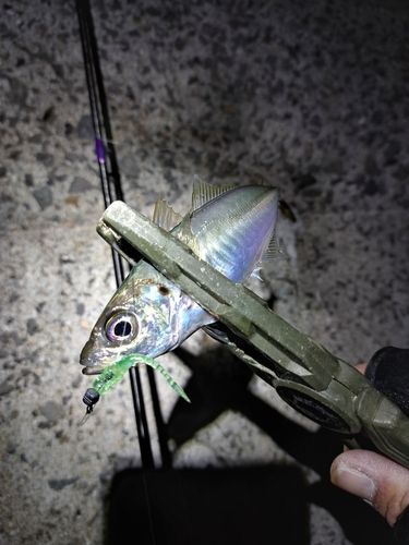 マアジの釣果