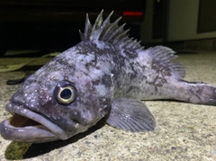 クロソイの釣果