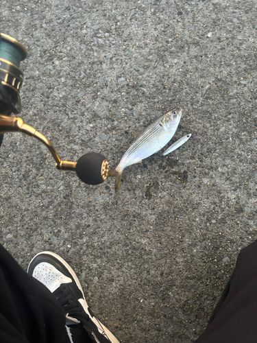 本牧海づり施設