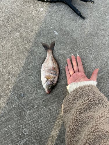 金沢水際線緑地（福浦岸壁）