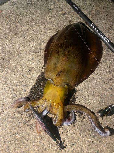 熱海港海釣り施設