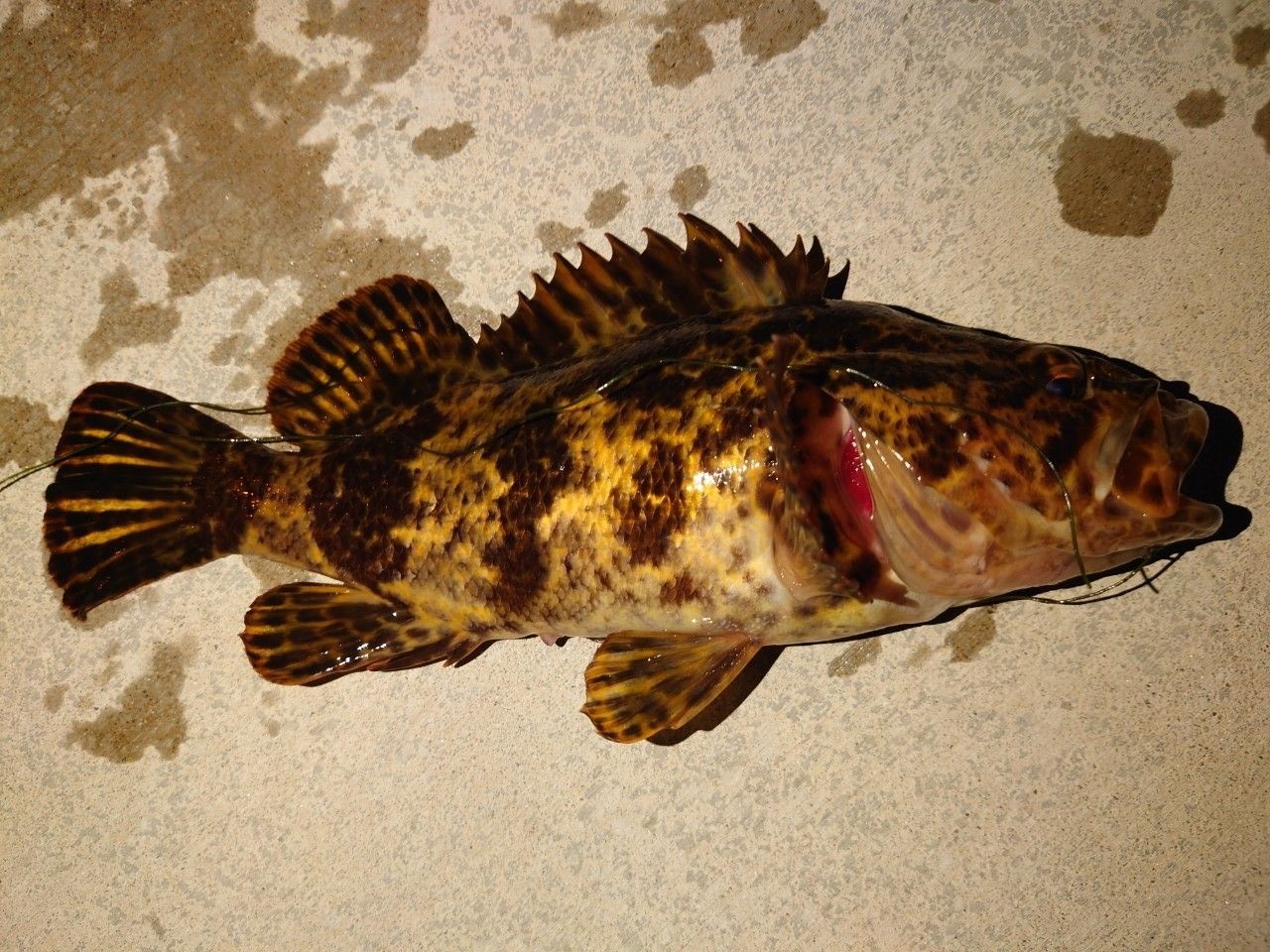 タケノコメバル