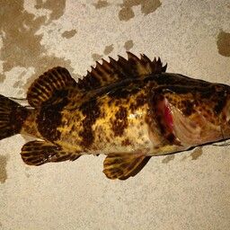 タケノコメバル