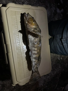 アイナメの釣果