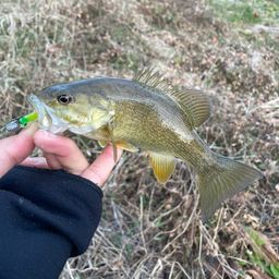 スモールマウスバス