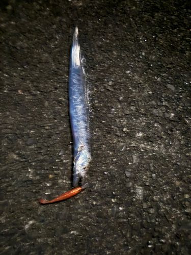 タチウオの釣果