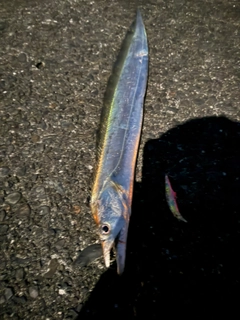 タチウオの釣果