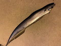 タチウオの釣果