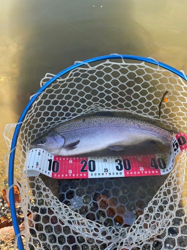 ロックトラウトの釣果