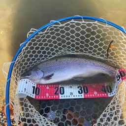 ロックトラウト