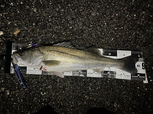 マルスズキの釣果