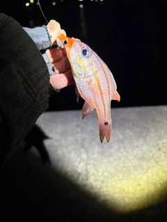 ネンブツダイの釣果