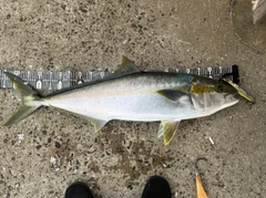 ヒラマサの釣果