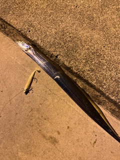 タチウオの釣果