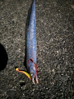 タチウオの釣果