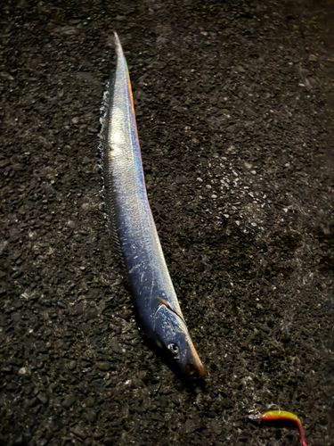 タチウオの釣果