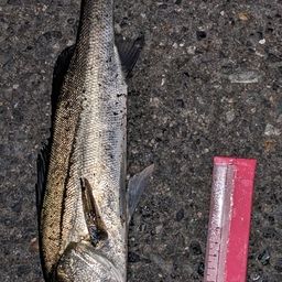 セイゴ（タイリクスズキ）